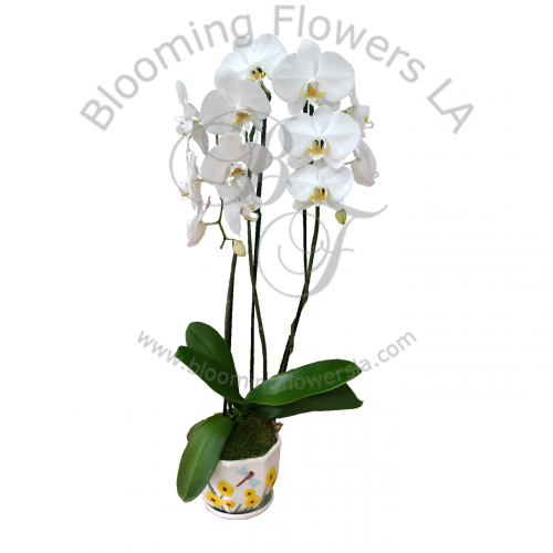 Orchid Plants 1 - Blooming Flowers